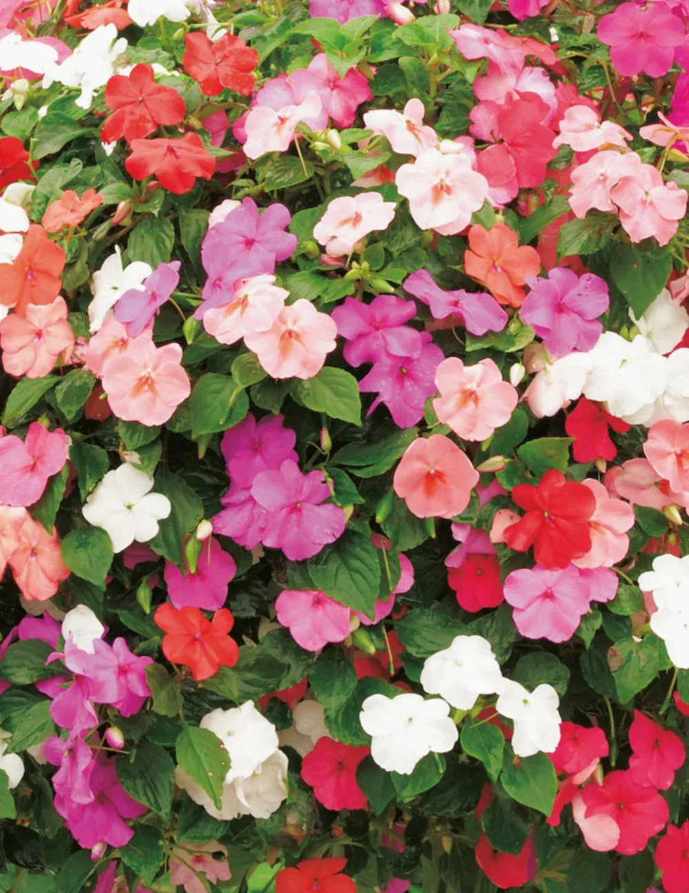 Impatiens Seeds