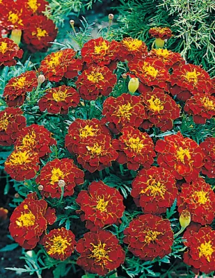 Marigold Seeds