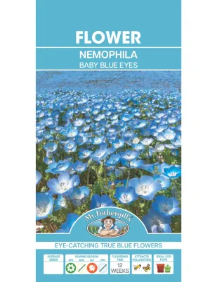 Nemophila Seeds