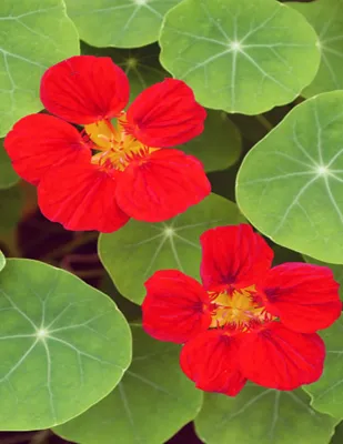 Nasturtium Seeds