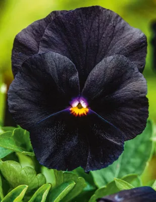 Pansy Seeds