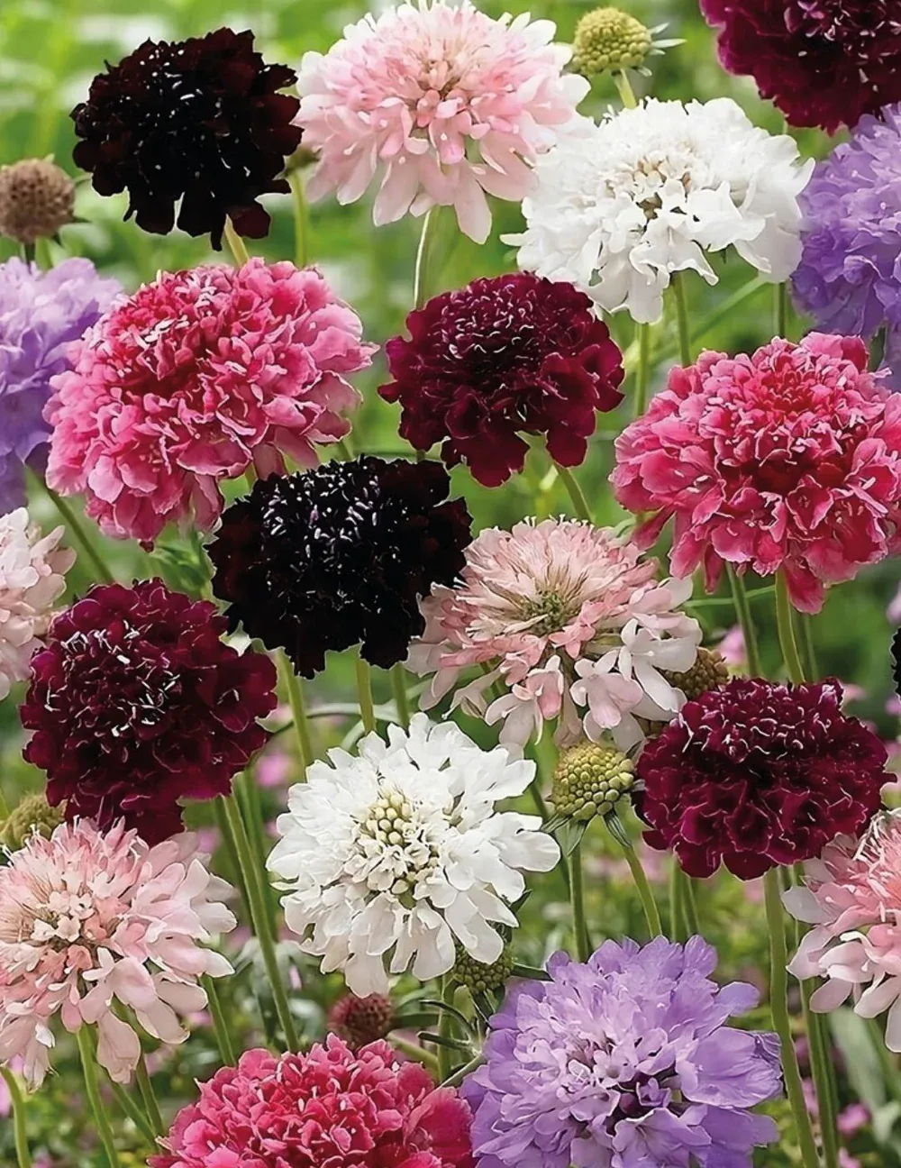 Pincushion Flower Seeds
