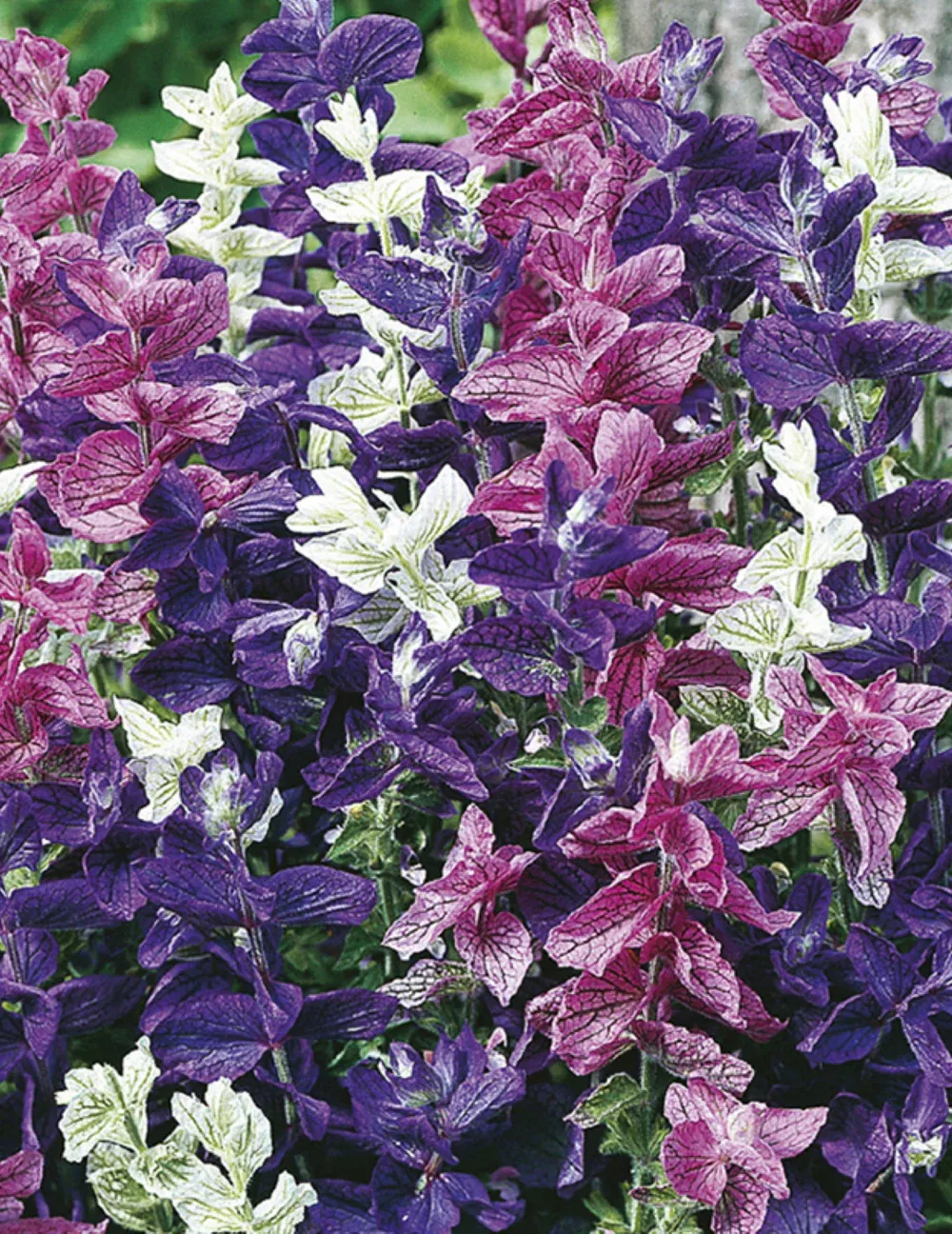 Salvia Seeds