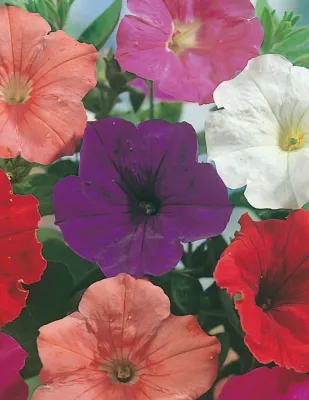 Petunia Seeds