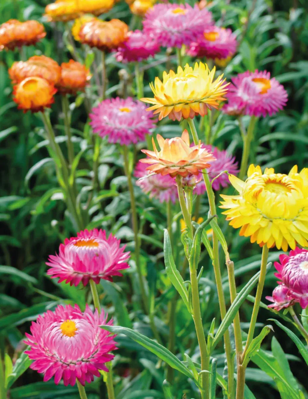 Strawflower Seeds