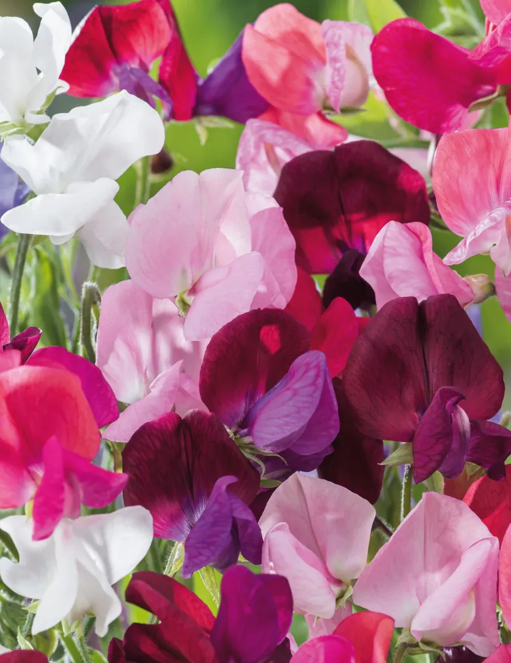 Sweet Pea Seeds