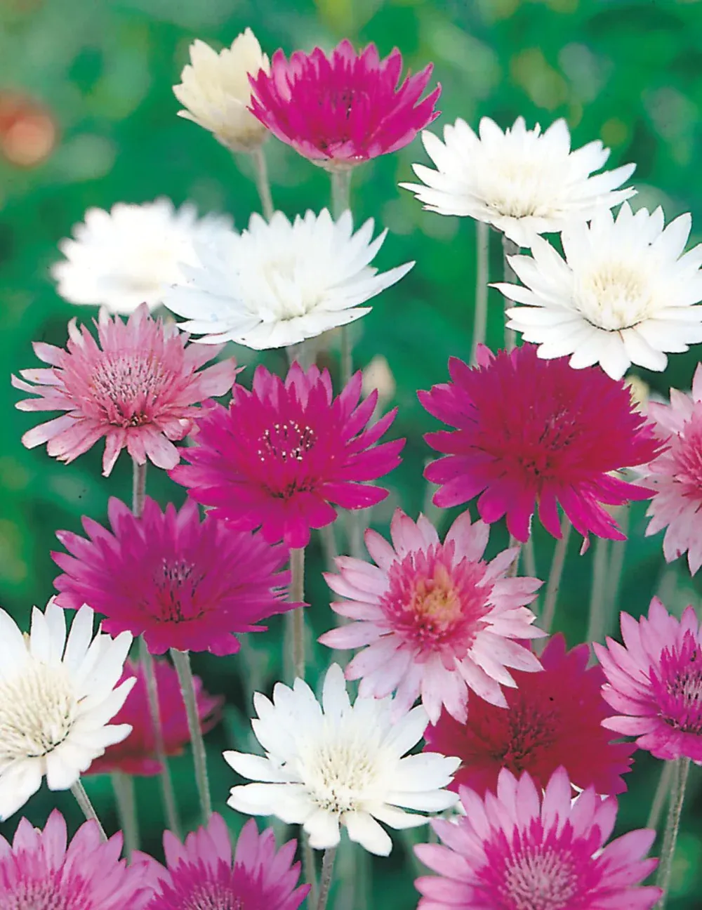 Xeranthemum Seeds