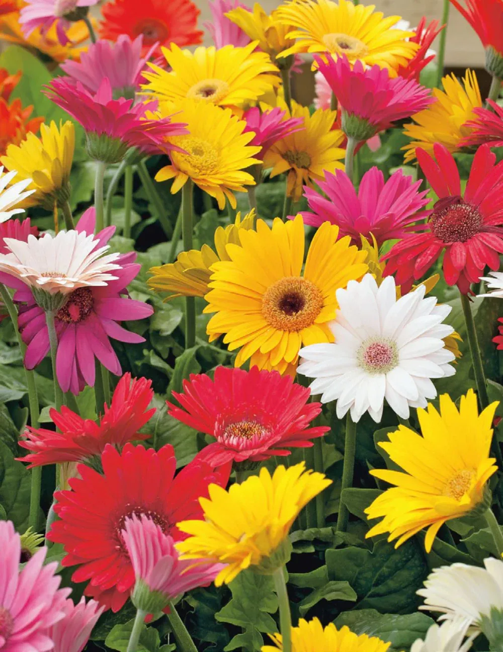 Gerbera Seeds
