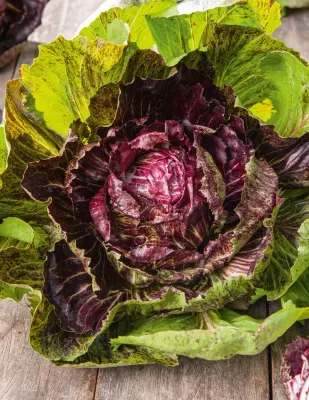 Radicchio Seeds