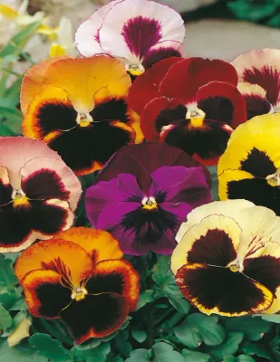 Pansy Seeds