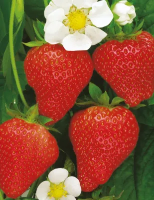 Strawberry Seeds