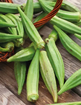 Okra Seeds