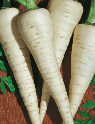 Parsnip Seeds