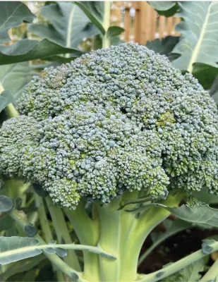Broccoli Seeds