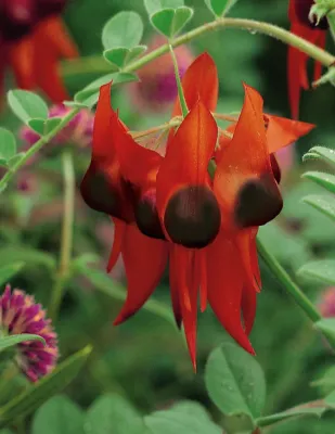 Sturt Pea