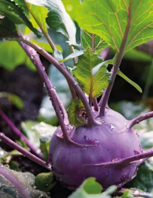Kohl Rabi Seeds