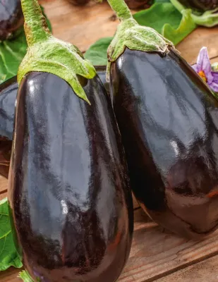 Eggplant Seeds