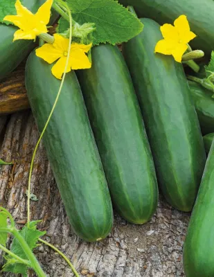 Cucumber Seeds