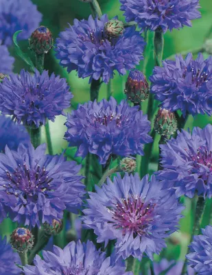 Cornflower Seeds