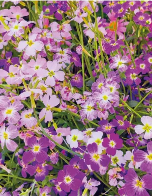 Virginian Stock Seeds