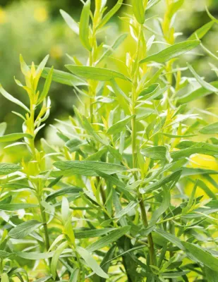 Tarragon Seeds - Russian