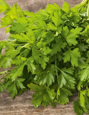 Parsley Seeds