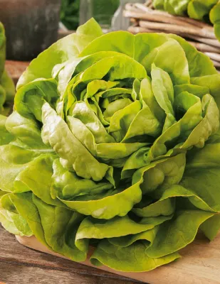 Lettuce Seeds