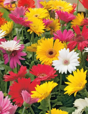Gerbera Seeds