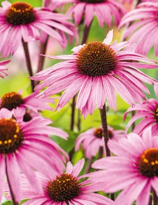 Echinacea Seeds
