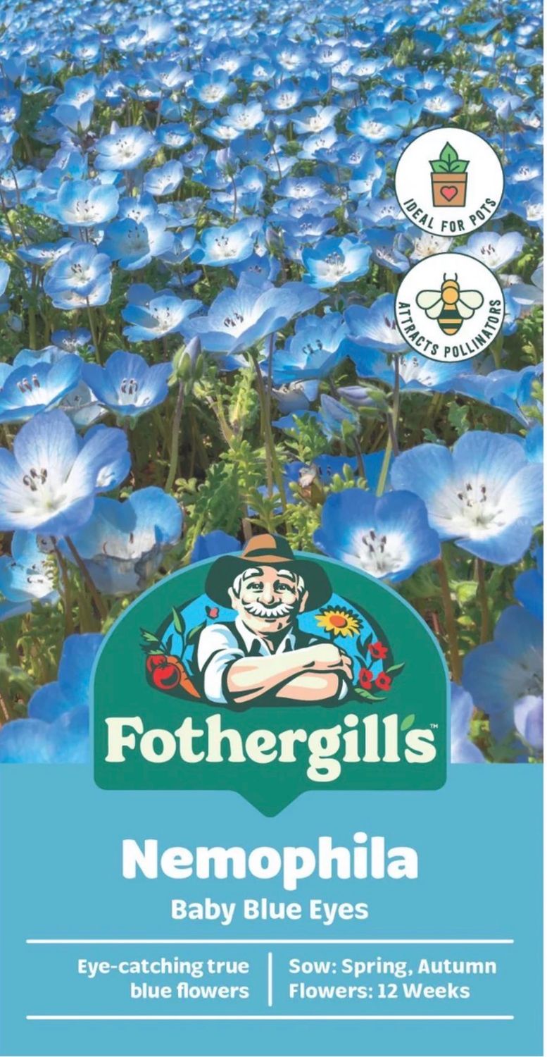 Nemophila Seeds