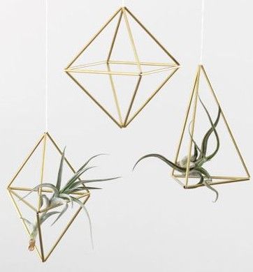 Airplant Stand