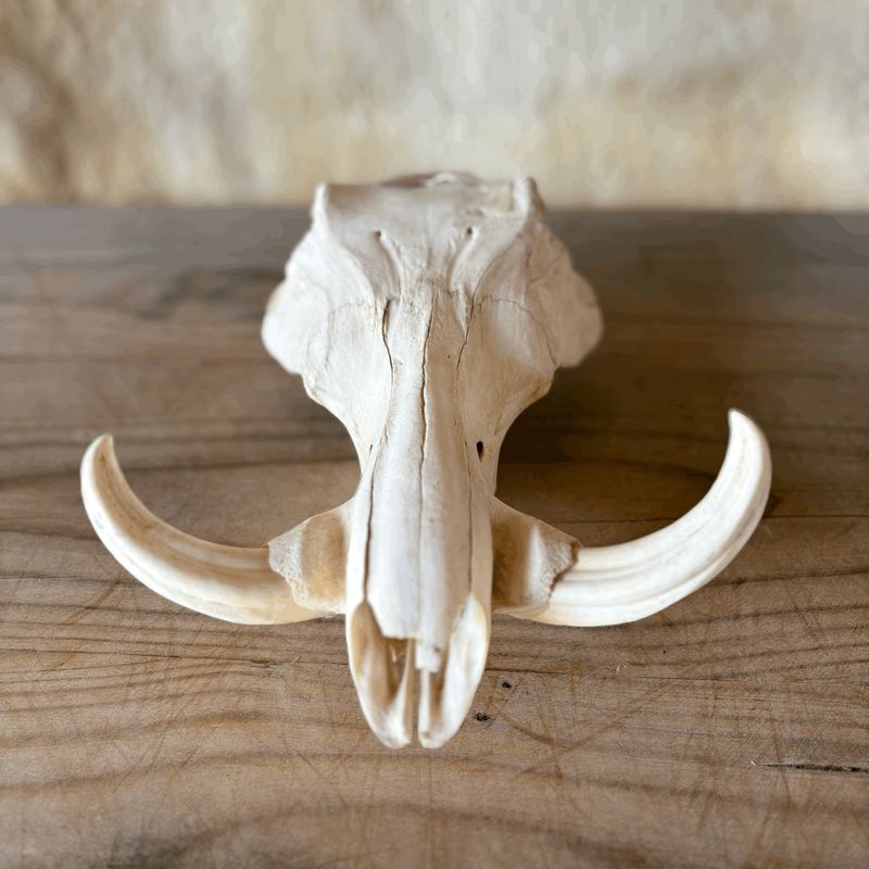 Horn &amp; Skull