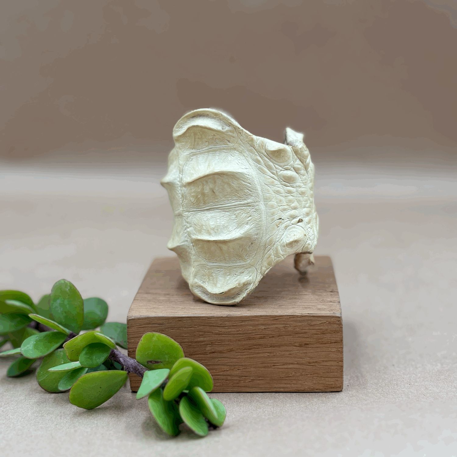 Cuff Croc Skin Ivory with silver trim