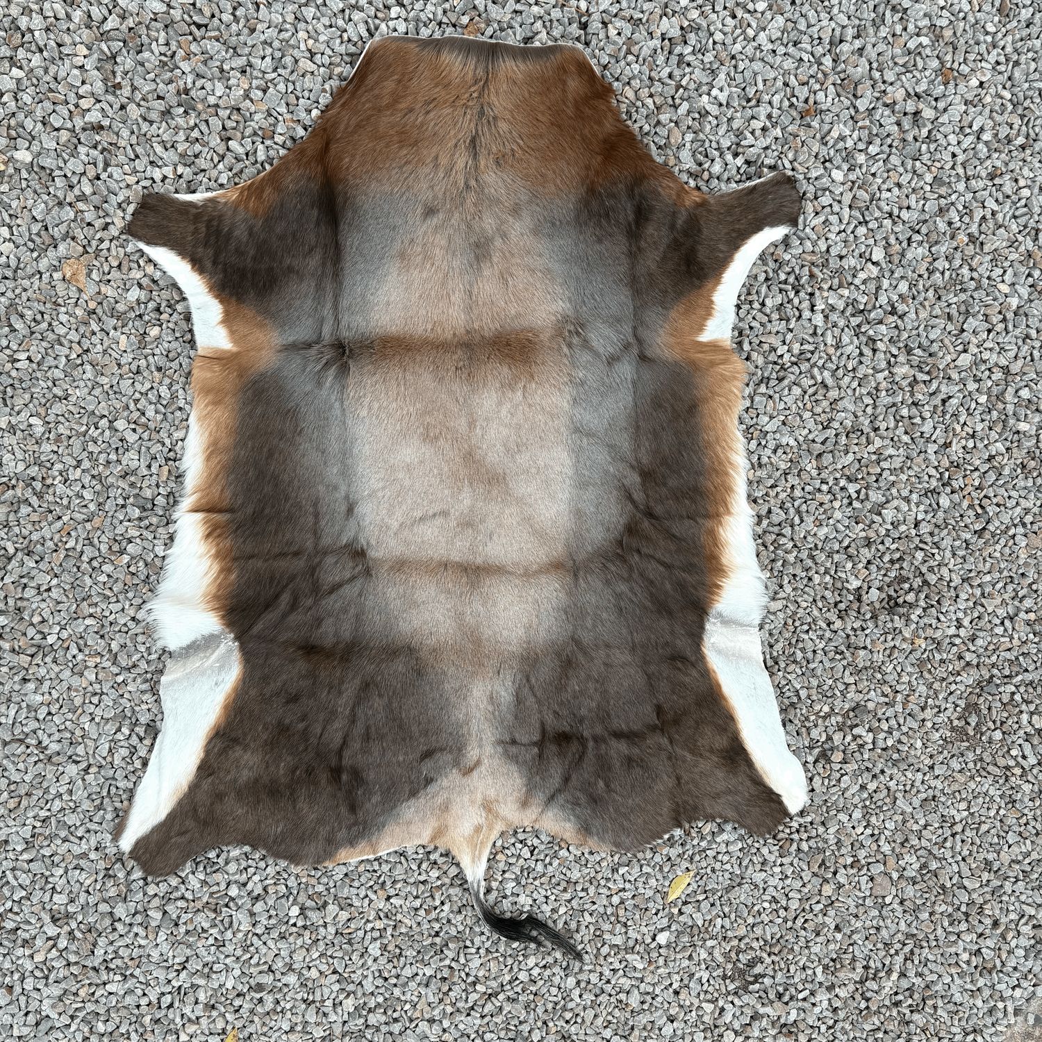 Skin Blesbok Grade A Lrg