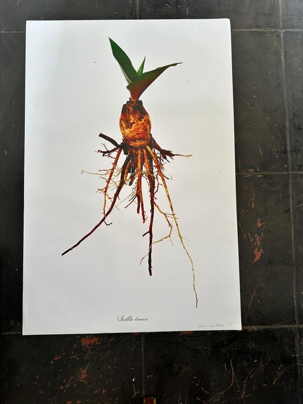 Print Unframed Photographic Botanical - PRINTS ARE DAMAGED