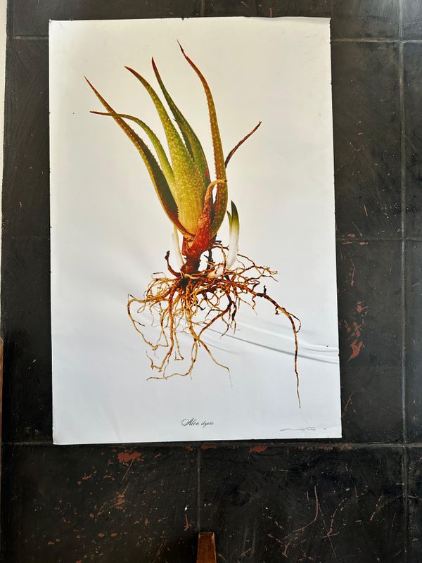 Print Unframed Photographic Botanical - PRINTS ARE DAMAGED