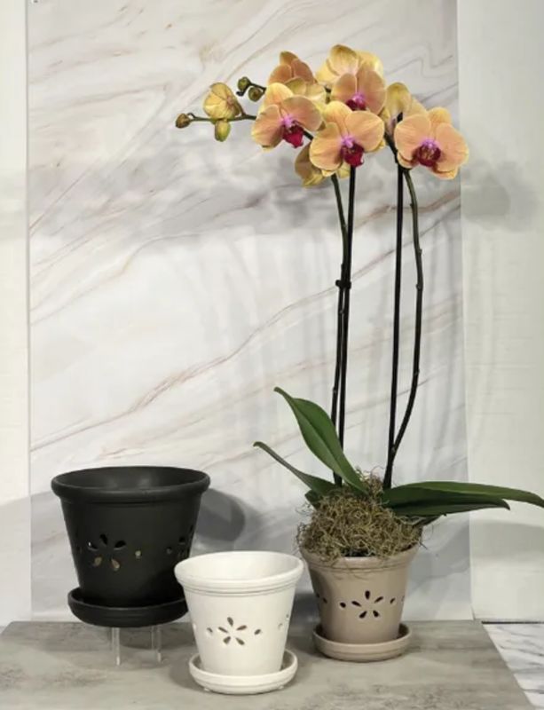 Daisy Orchid Pot w/ Saucer