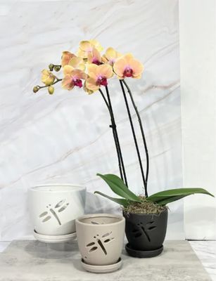 Dragonfly Orchid Pot w/ Saucer