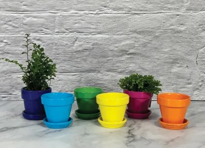 Mini Bright Standard Pot w/saucer