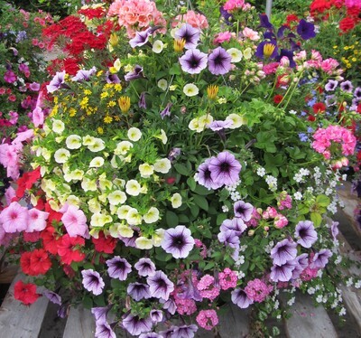 Hanging Basket PRE-ORDERS