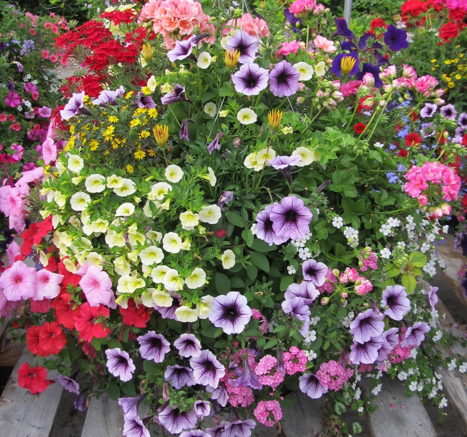 ポンスケ Hanging Baskets
