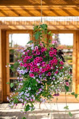 Hanging Baskets