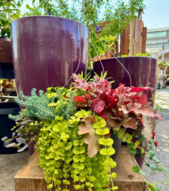 Products — Patio Gardens