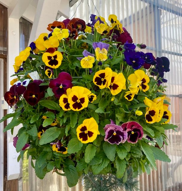 PG Pansy Moss Hanging Basket