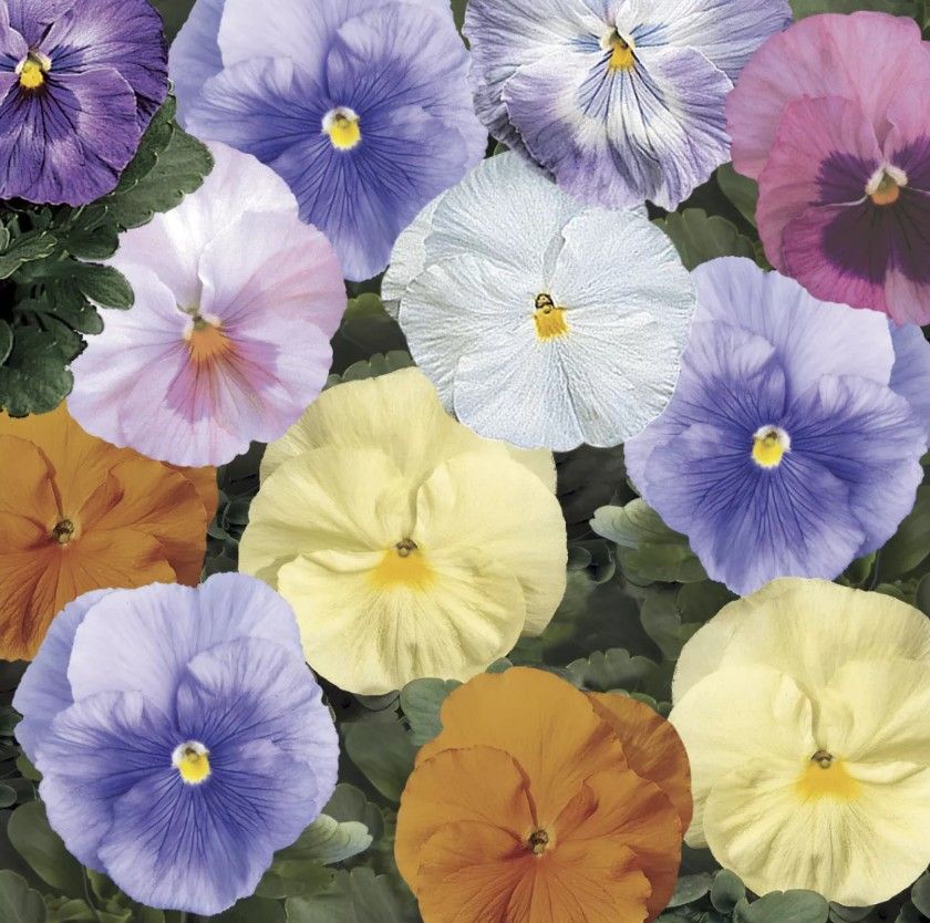 PRE-ORDER Pansy Moss Hanging Basket, Size: 14", Variety: Delta Mix Classic Watercolor