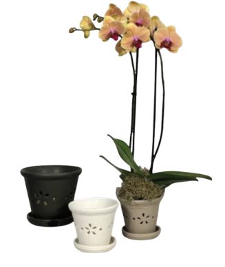 Daisy Orchid Pot w/ Saucer