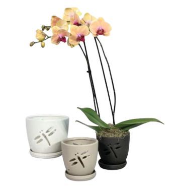 Dragonfly Orchid Pot w/ Saucer