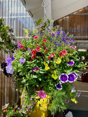Moss Basket PG