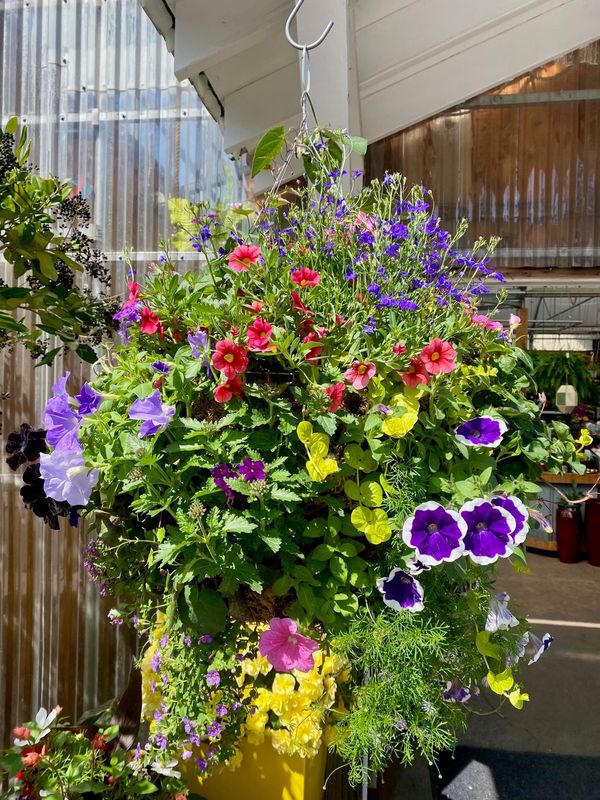 Moss Basket PG