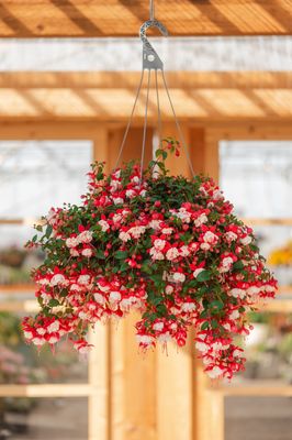 12" Fuchsia Basket - PRE-ORDER